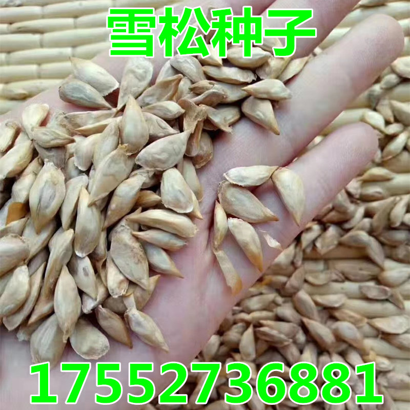 新采雪松种子 印度雪松树种子宝塔松种子雪松树苗种籽 国外松种子