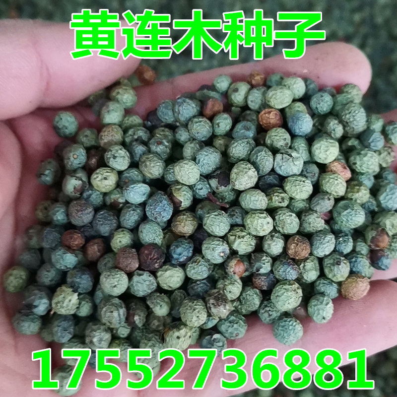 新采林木种籽黄连木种子楷木楷树黄楝树四季可播黄连木种子包邮