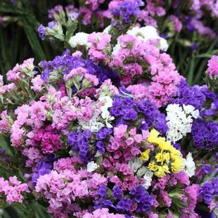 勿忘我种子四季易种花籽宿根多年生勿忘草庭院阳台盆栽花卉花种籽