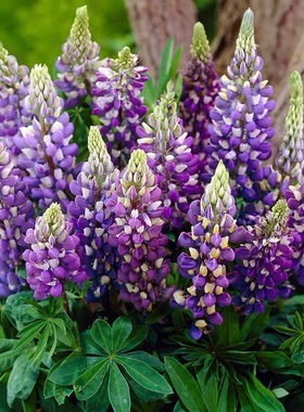 蓝色鲁冰花种子易活多年生草本羽扇豆四季花籽盆栽室外花种子耐寒