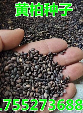 黄柏种子药材籽厚皮川黄柏籽