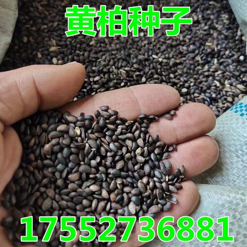 黄柏种子药材籽厚皮川黄柏籽