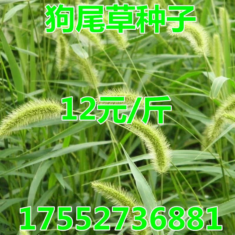 狗尾草种子观赏狼尾草护坡狗尾巴草耐旱地耐贫瘠芮草牧草杂草种籽