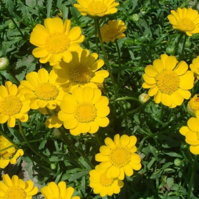 黄晶菊种子花籽春俏菊秋播耐寒园林园艺庭院花卉景观花海菊花易活