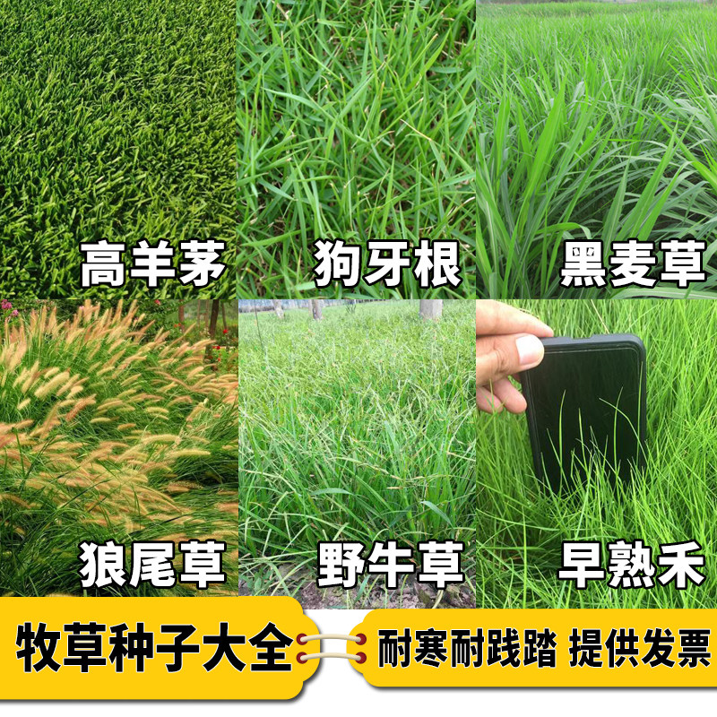 草坪种子草籽四季常青黑麦草免修剪护坡三叶草狗牙根绿化矮生大全