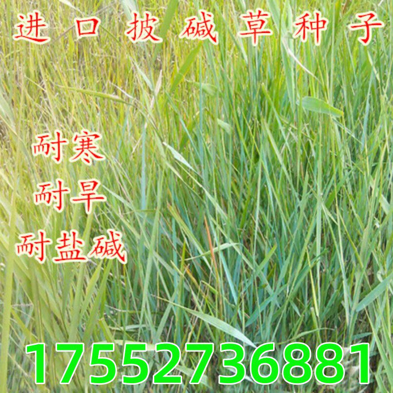 披碱草种子抗风沙耐寒耐旱耐盐碱护坡固土绿化多年生四季牧草种籽