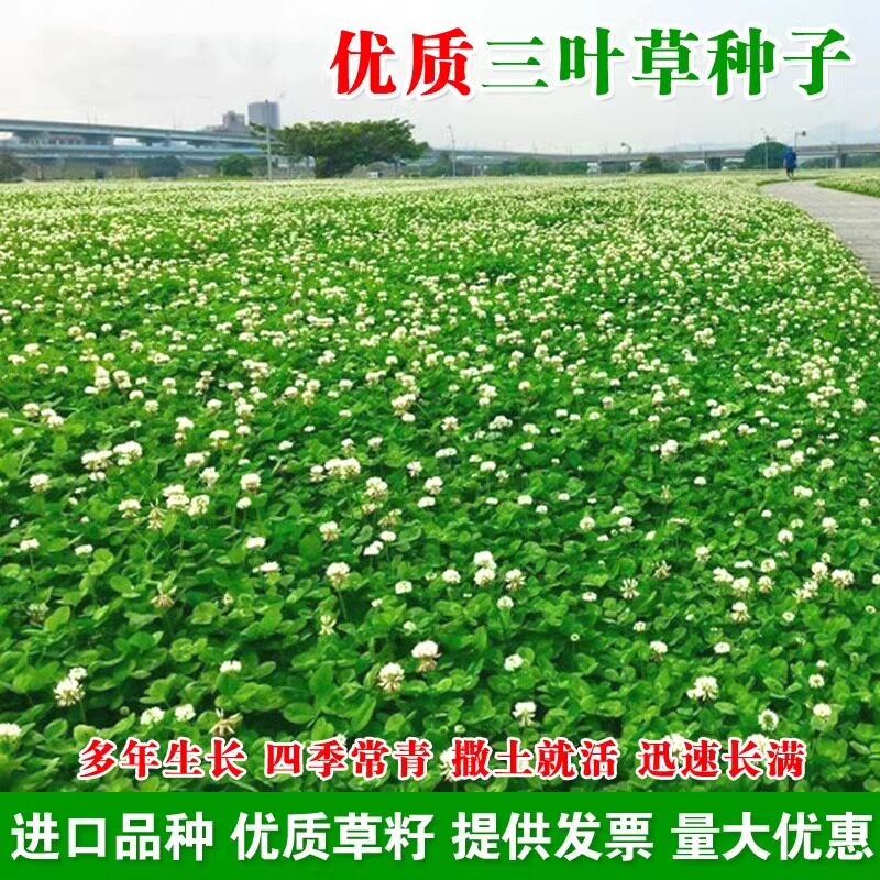 进口红白三叶草种子花籽四季青草坪牧草籽多年生易活果园绿肥植物