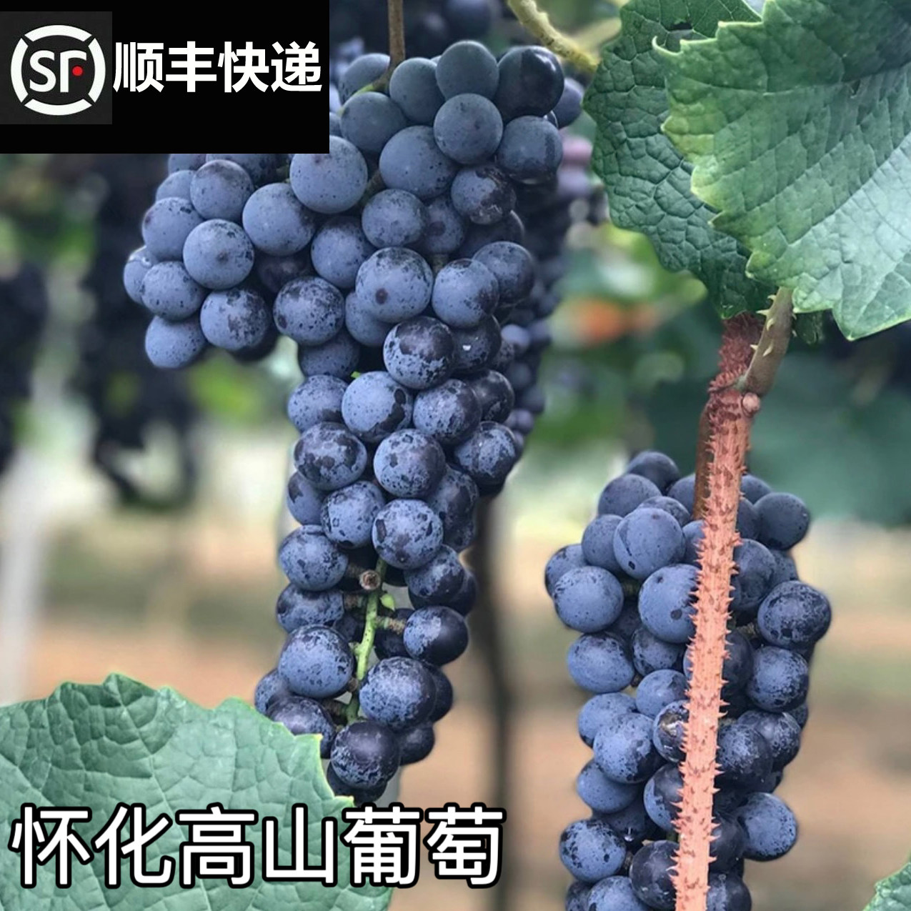 湖南怀化桐木高山刺葡萄黑紫葡萄珍珠湘西山葡萄可酿酒