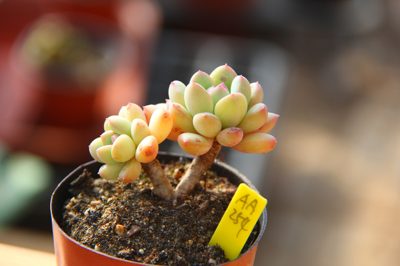 满百包邮 迈达斯国王 king midas 多肉植物 一物一拍 厚叶花月夜