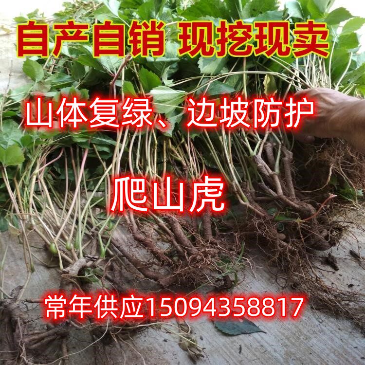 爬藤植物爬山虎山体坡道绿化植物