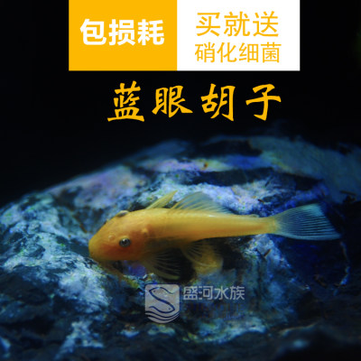 热带鱼水族箱除藻热带鱼