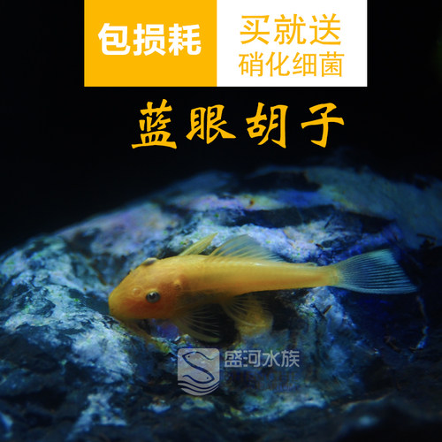 热带鱼水族箱除藻热带鱼
