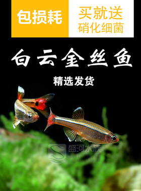 观赏鱼适合练手易养无需白云金丝