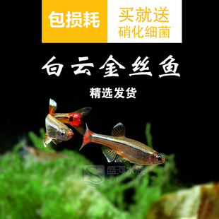 白云金丝冷水观赏鱼原生鱼适合新手练手闯缸皮实容易养无需加热棒