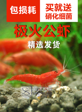 极火公虾活体种虾烤漆提纯公虾繁殖用红色观赏虾除藻虾工具虾