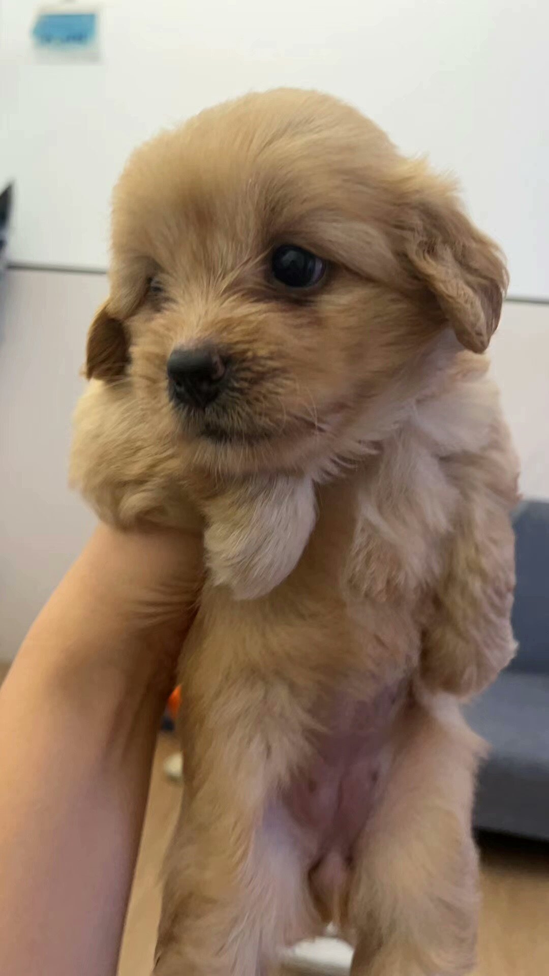 议价我朋友的泰迪狗串(老妈泰迪,老爸不知道品种)亲聪明伶俐议价