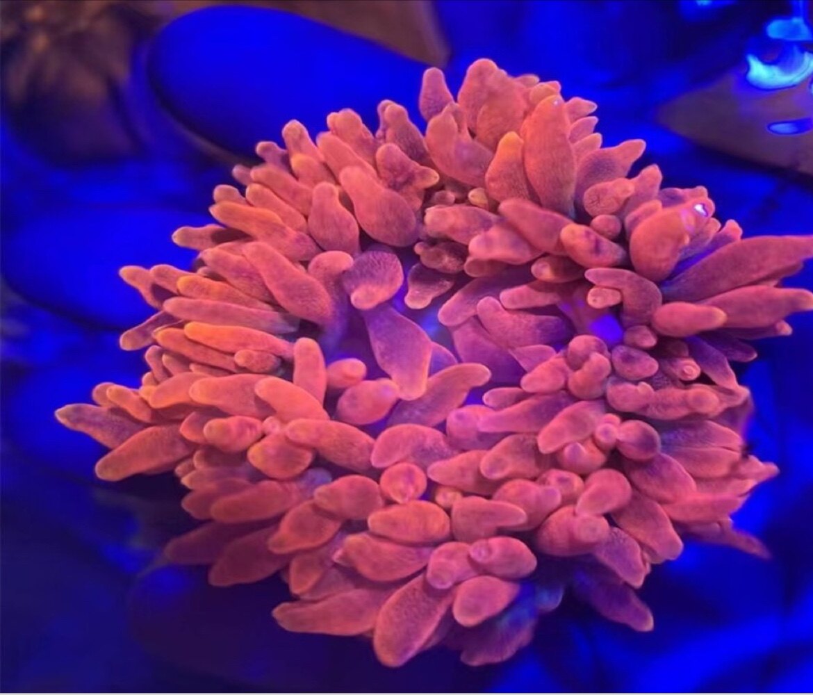 红奶嘴海葵印尼雪花红奶嘴海葵珊瑚小丑海葵奶嘴lps软体珊瑚