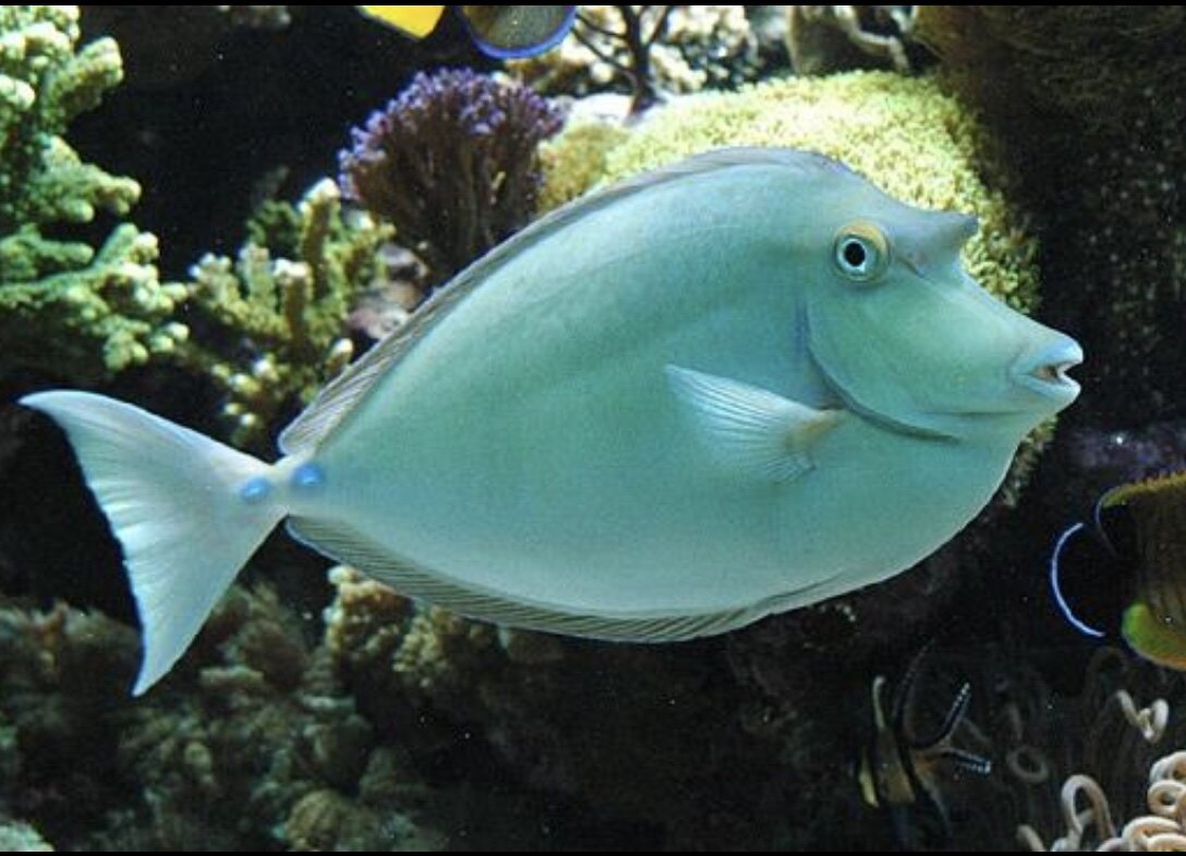 独角吊倒吊类海水鱼水族活体海水观赏鱼