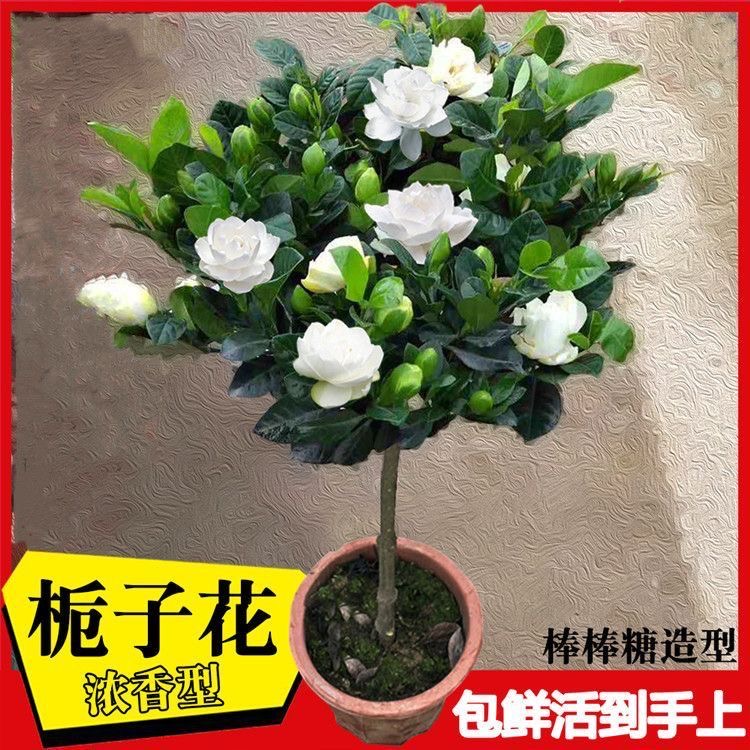 大叶牡丹栀子花棒棒糖盆栽苗带花苞多季开花重瓣独杆老桩树苗花卉