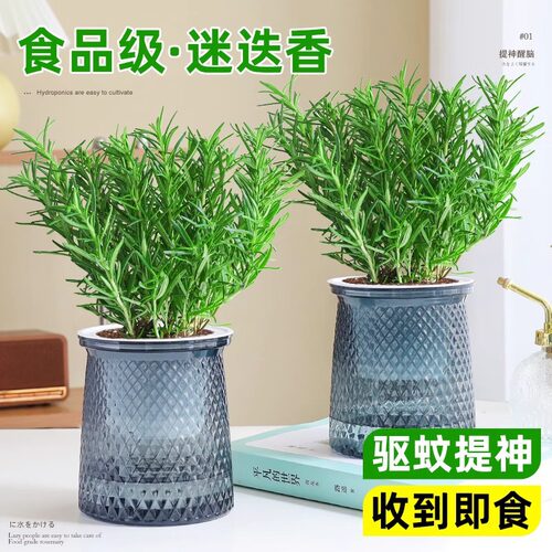 迷迭香盆栽室内驱蚊香草可食用薄荷苗水培绿植桌面好养活植物花卉