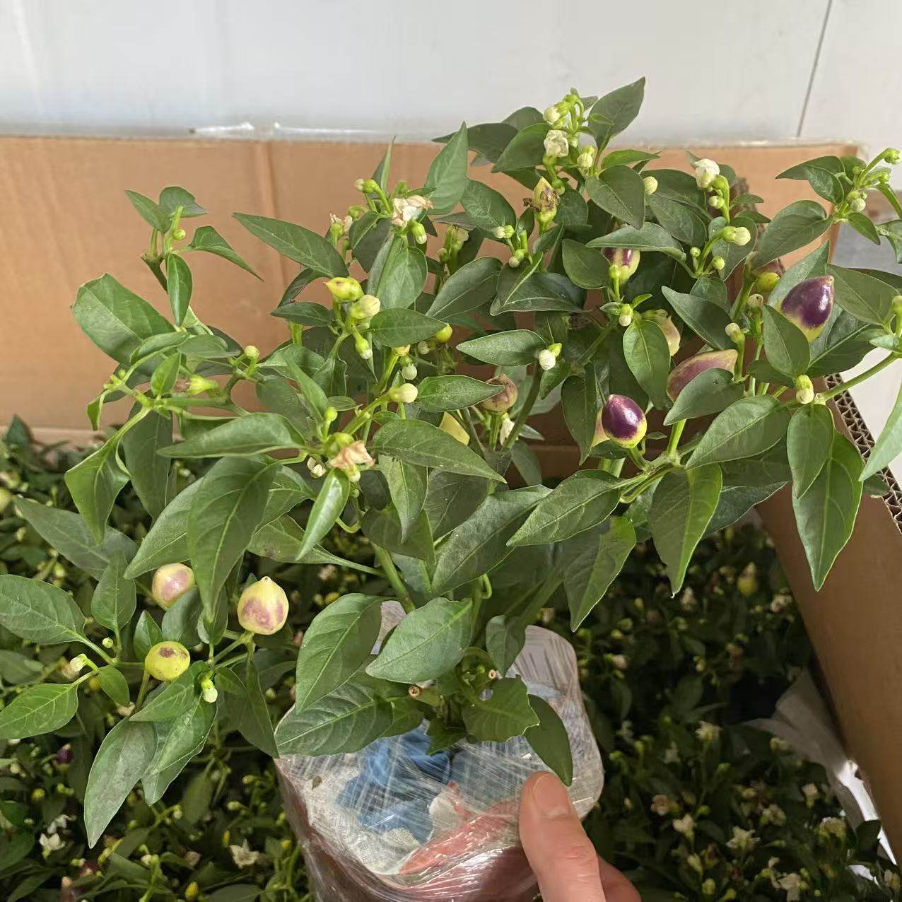 五彩椒盆栽带花苞绿植室内阳台种植蔬菜花卉两用植物,鲜花速递/花卉仿真/绿植园艺,时令草本花卉,淘宝优惠券,粉丝福利购,淘宝优惠卷