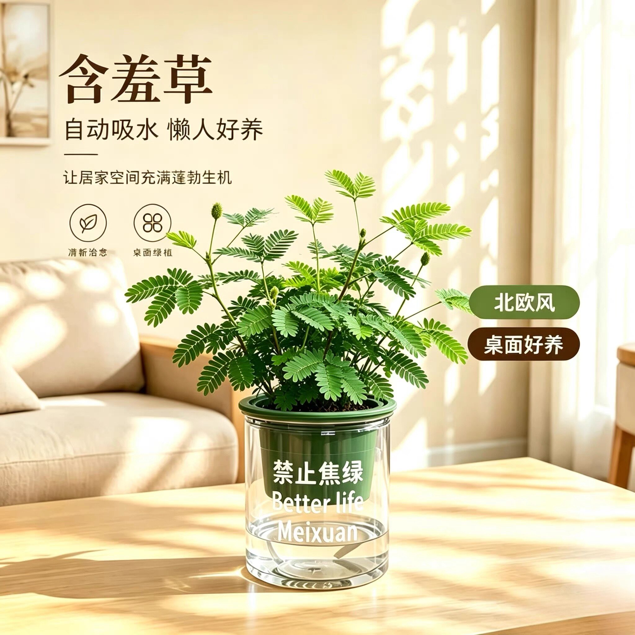含羞草盆栽植物室内桌面绿植花卉盆栽好养活四季常青