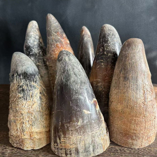 披毛犀整角牛角鱼子纹清晰实心牛角原料摆件养生纯天然牛角工艺品