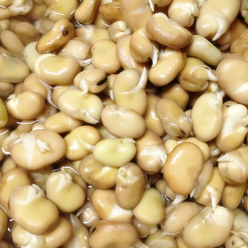 川豆芽蚕豆芽板浙江台州临海元宵搞羹 烧肉酒店下酒菜