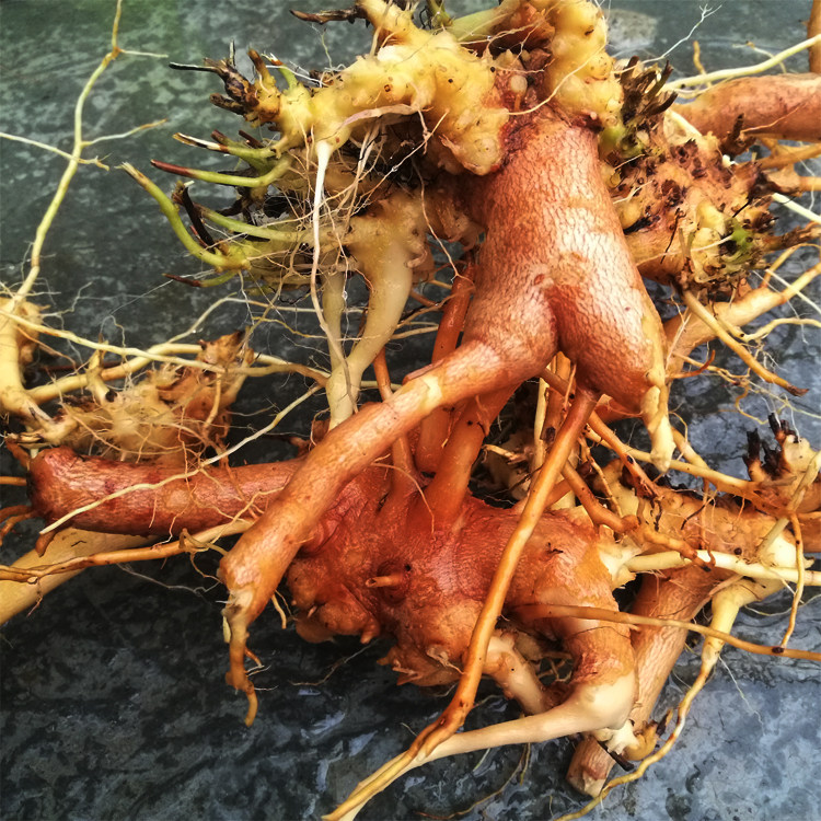 500g野生朝天罐红罐子草大金钟公石榴倒水莲阔叶金锦香干货