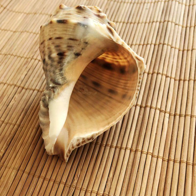 天然海螺贝壳工艺品创意家居装饰鱼缸造景拍摄道具卷贝鱼繁殖黄帆