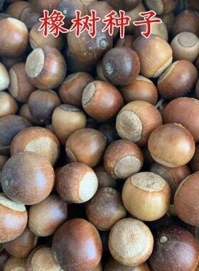 橡树种子 红橡树种子 象树种子栎树种子柞树种子娜塔栎种子
