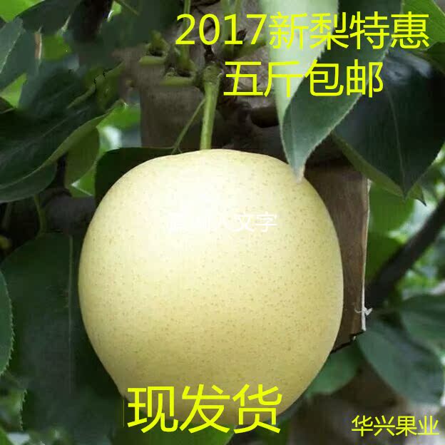 正宗新鲜梨子酥梨5斤水果梨子砀山梨香梨雪梨皇冠梨包邮整箱