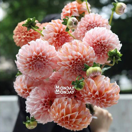 荷兰进口大丽花庭院阳台春秋开花