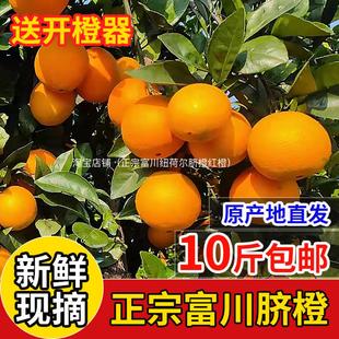 正宗富川纽荷尔脐橙脐橙富川2025新鲜水果手剥橙10斤大果产地直发