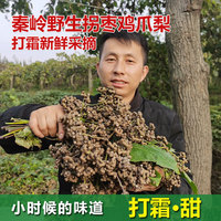 拐棗新鮮純野生雞爪梨生吃