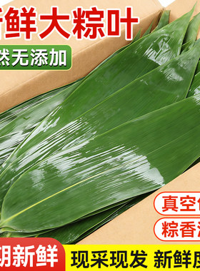 新鲜粽子叶大号包粽子专用的材料蛋黄现摘箬叶端午商用批发旗舰店