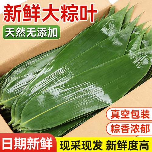 新鲜粽子叶大号包棕子专用材料