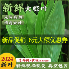 新鲜粽叶粽子叶箬叶超大号免邮端午包粽子的叶子精修商家用干粽叶