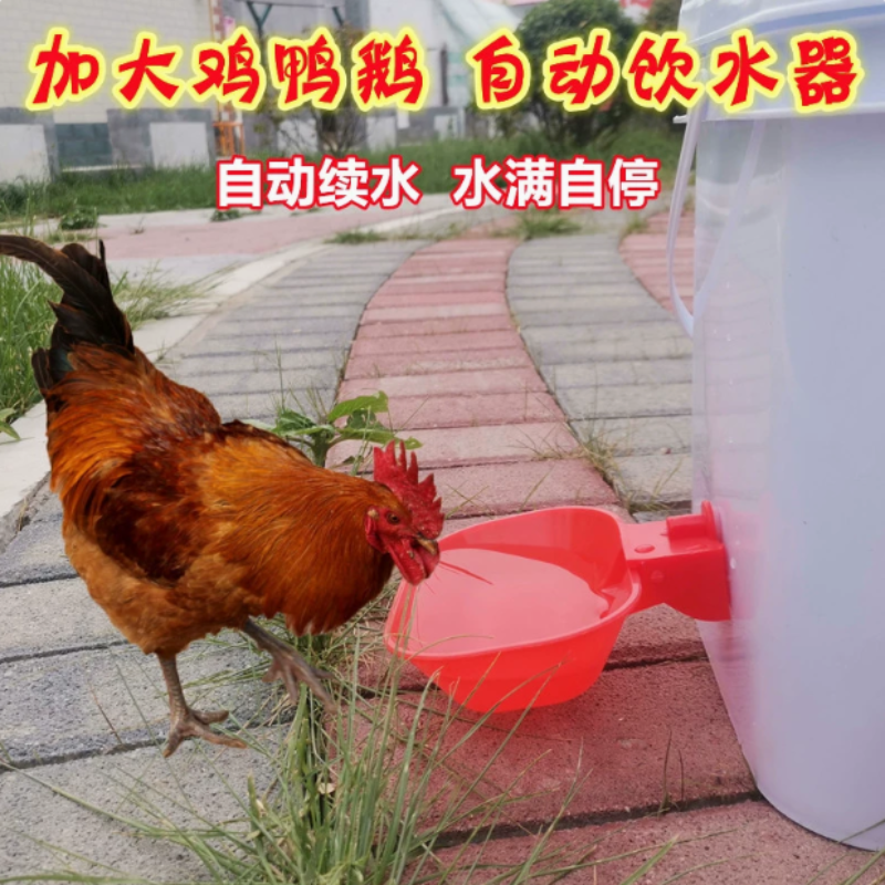 鸡鸭鹅鸽子自动饮水碗饮水器鹌鹑