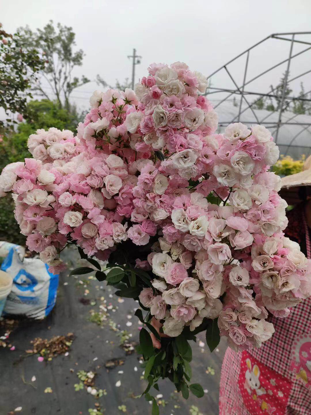 【画城园艺】群舞获金奖藤本盆栽大苗无刺耐热月季蔷薇丰花