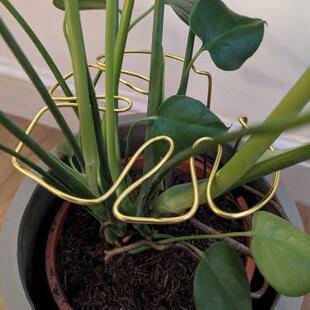 新款跨境Monstera Shaped Plant Support 龟背竹形状的植物支架