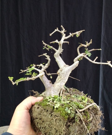 对节白蜡苗微型树桩熟桩小盆栽绿植新款客厅掌上盆景曲杆斜杆