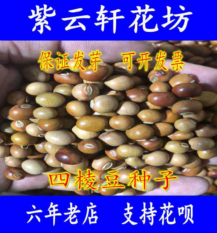 四棱豆种子四角豆种孑香龙豆皇帝豆角籽种爬藤蔬菜种籽四棱豆苗