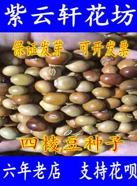 四棱豆种子籽豆角四角皇帝豆阳台