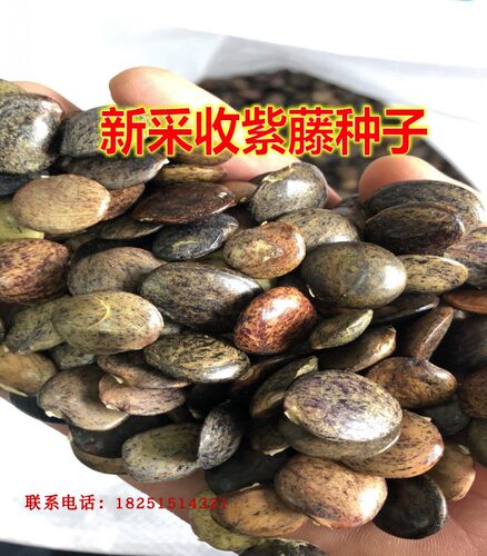 新采收多花攀爬四季垂吊紫藤