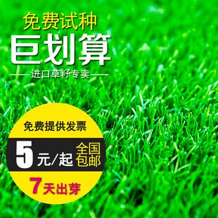 进口草坪种子狗牙根种子矮生百慕大种子四季青种子早熟禾种子包邮