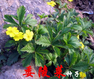 委陵菜种子 翻白草 白头翁 天青地白四季春夏秋播种野菜 阳台蔬菜