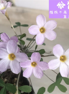懒虫花园-早花系列（一）多年生售种球酢浆草种球根 现货9月再种