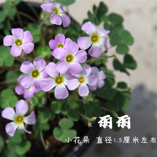 懒虫花园-晚花酢浆草盆栽花期长多年生球根植物懒人新手植物原盆