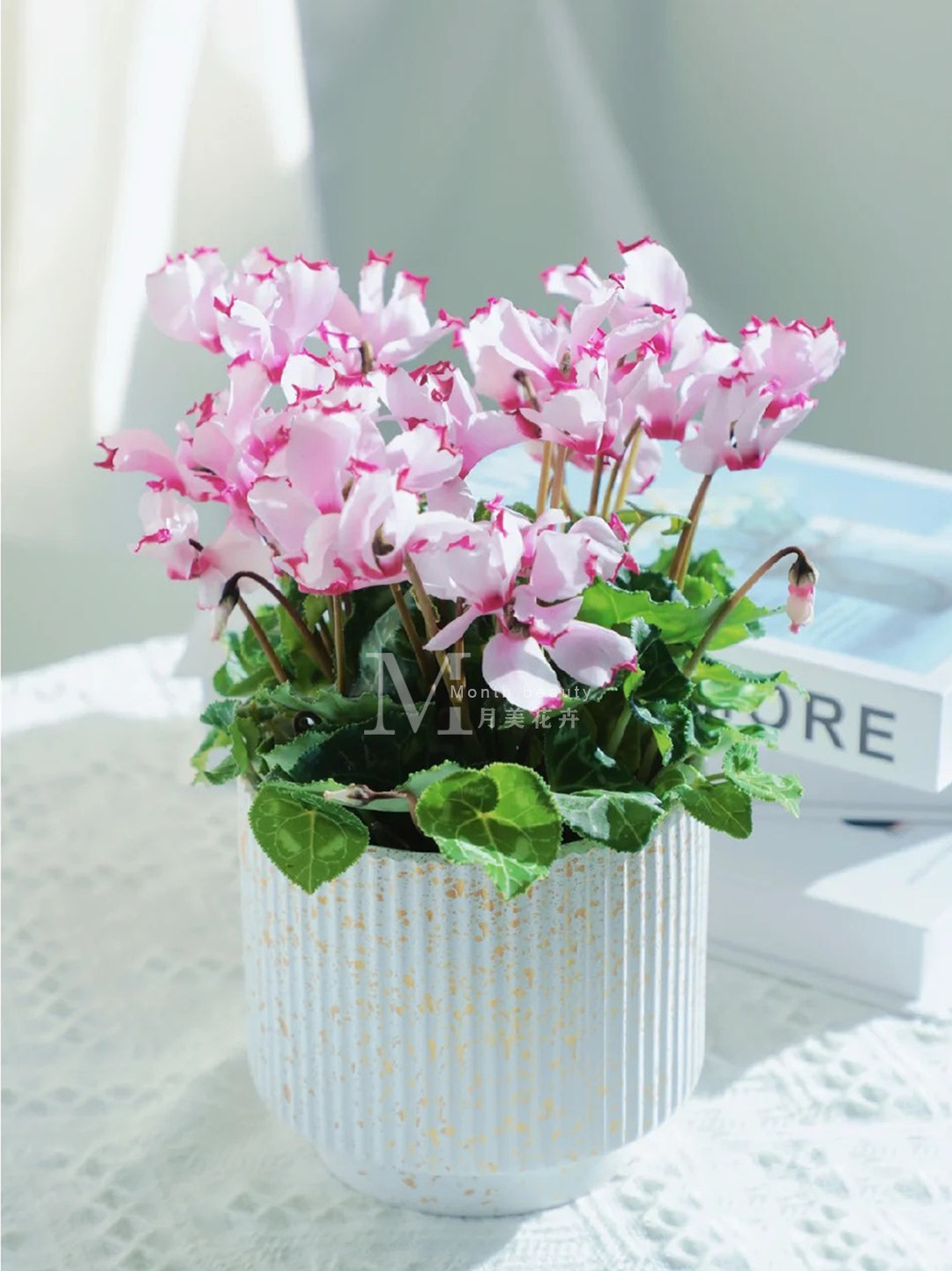 月美仙客来盆栽带花阳台室内植物桌面花卉年宵花室内好养花期超长